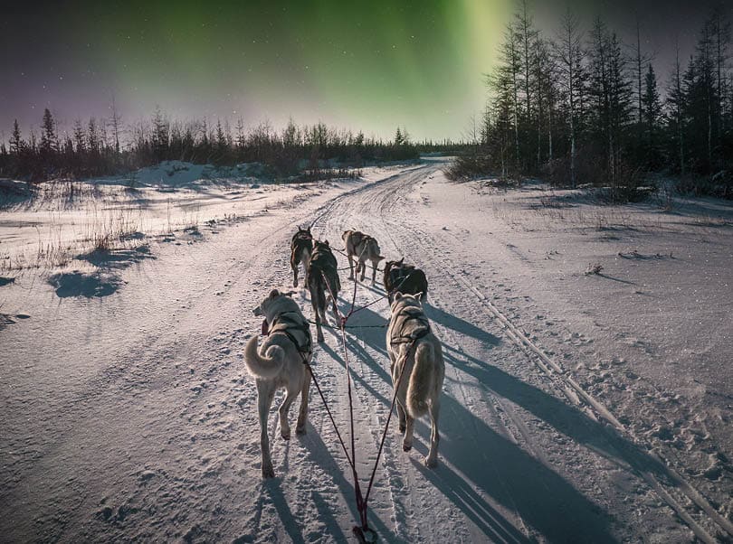 A team of six husky sled dogs running on a snowy wilderness road in the Canadian north under the aurora borealis and moonlight.